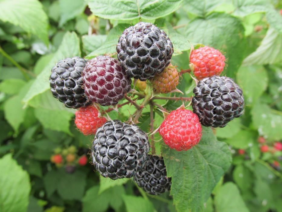 blossoming sweet berries on the bush