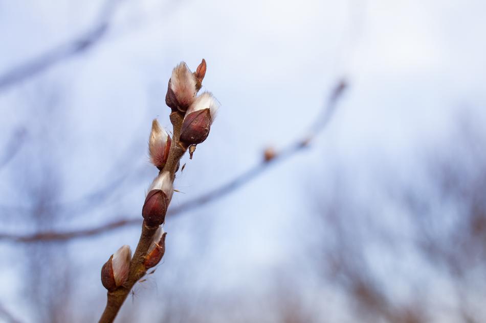 Spring The Basis Of Nature
