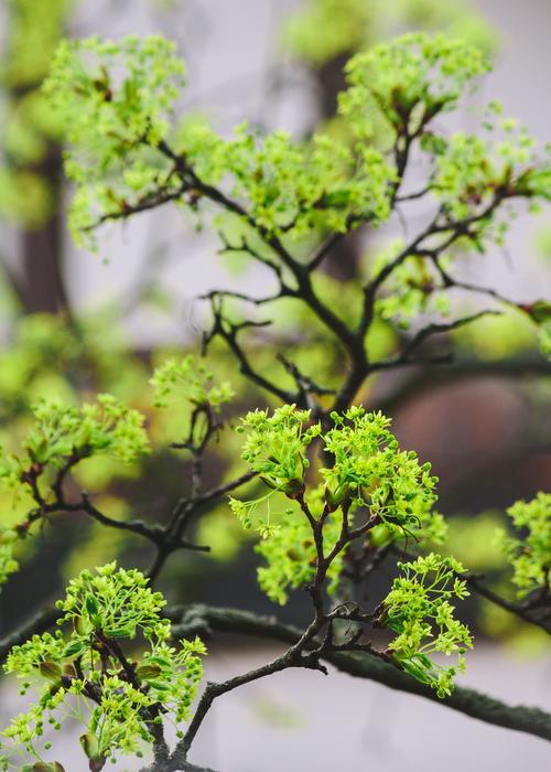 Nature Leaf Plant