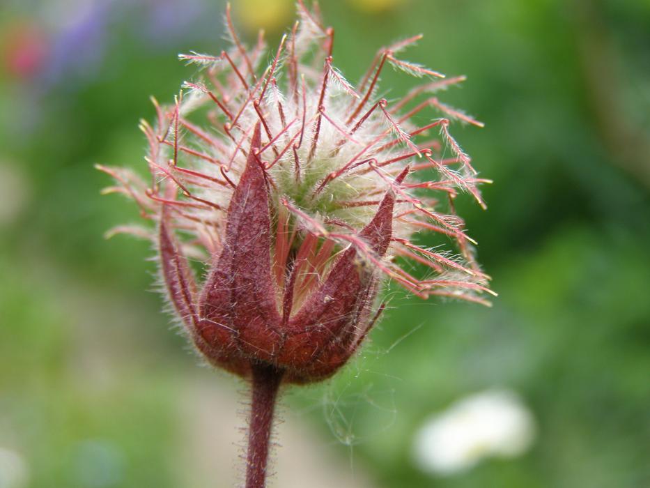 Swamp-Blood Eye Cinquefoil