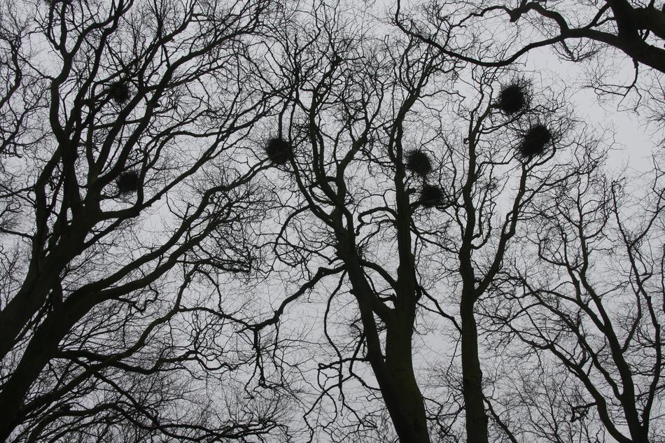 Trees Autumn Wood