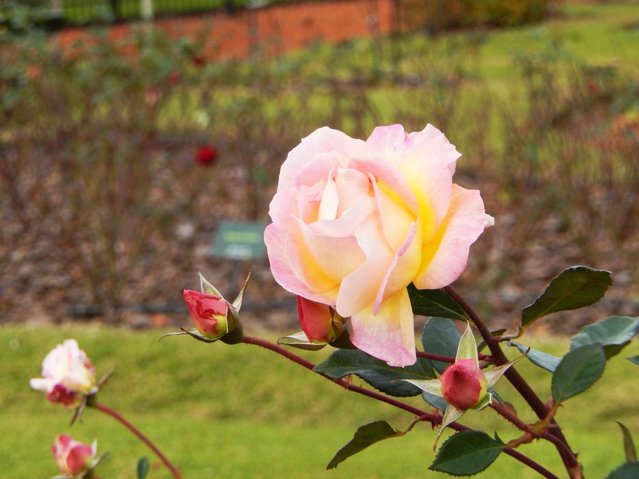 Rosa Flower Color Pink