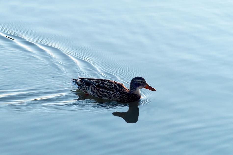 Bird Lake Waters