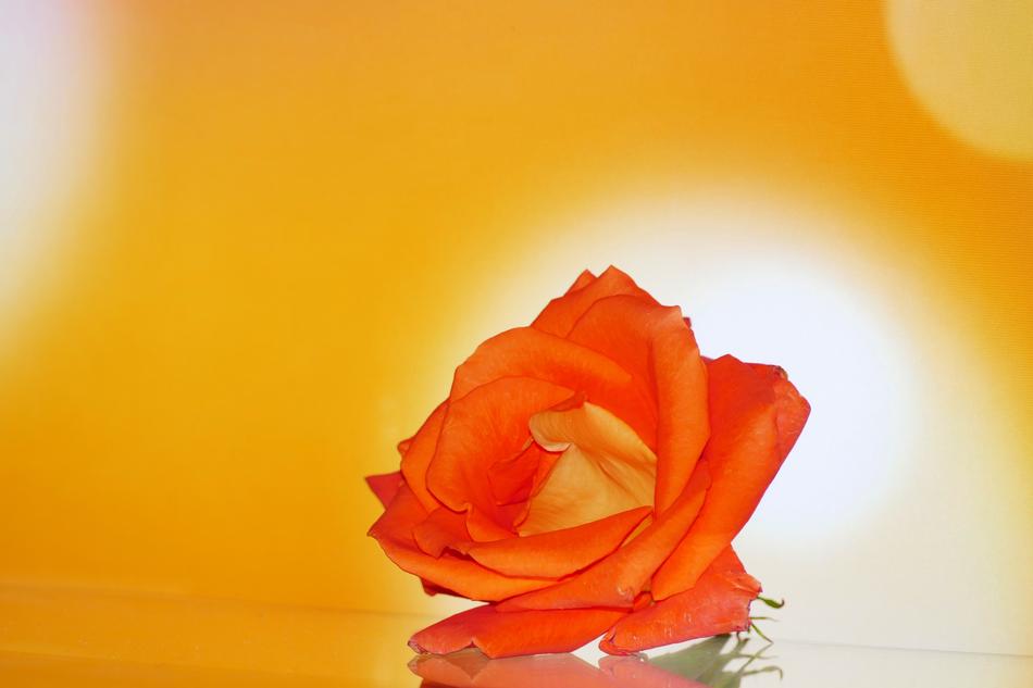 Rose Flower Orange