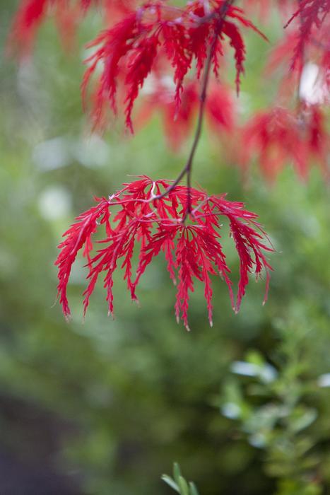 Autumn Leaves Maple