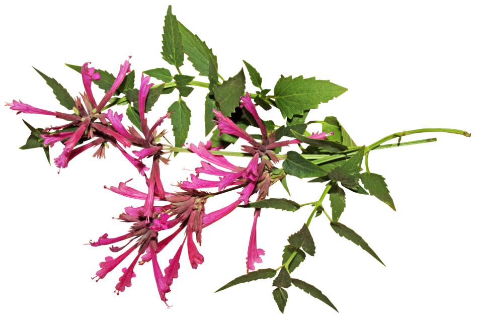 Aniseed Flower Herb