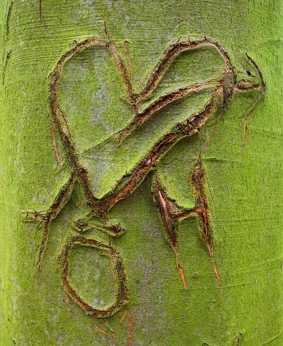 scratch wood green moss