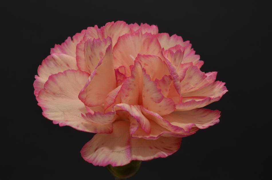 Pinkish Flower Natural Petal