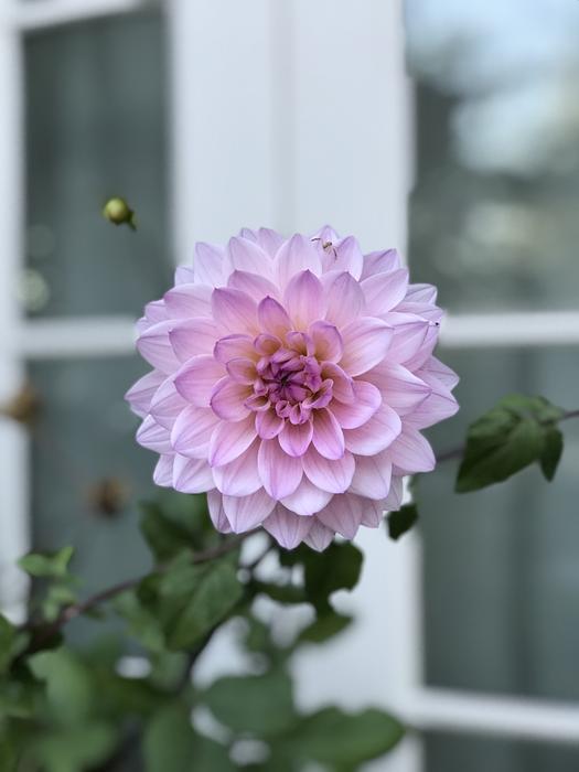 Dahlia Floral Flower