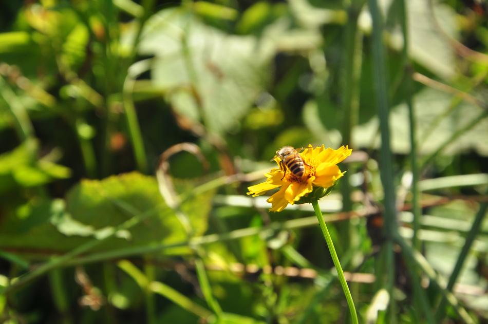 Nature Insect Flora