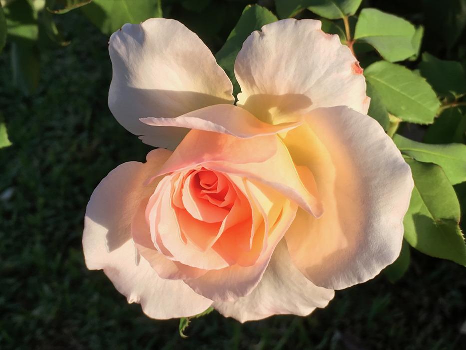 Rose Peach Flower