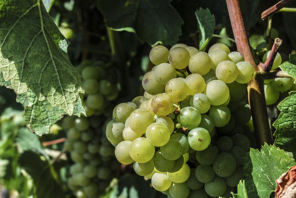 sweet grapes in the garden