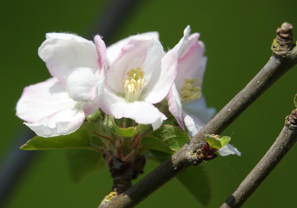 the flowers on the branch are beautiful