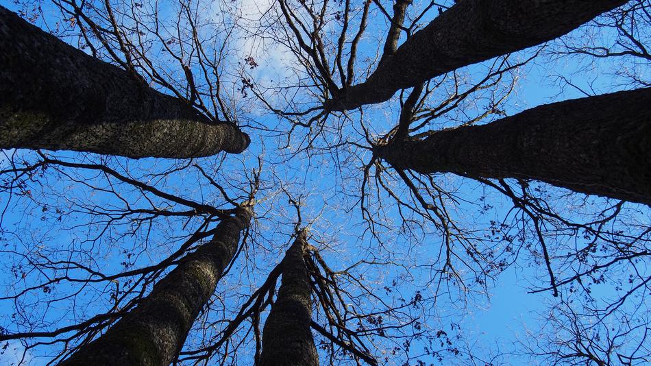 Bottom view Of Tree in Nature Forest