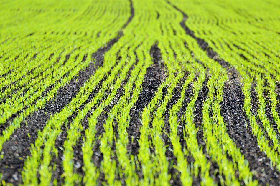 Arable Field Agriculture