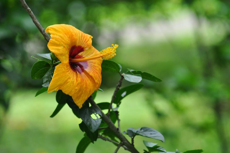 Yellow Hibiscus Close up Flower