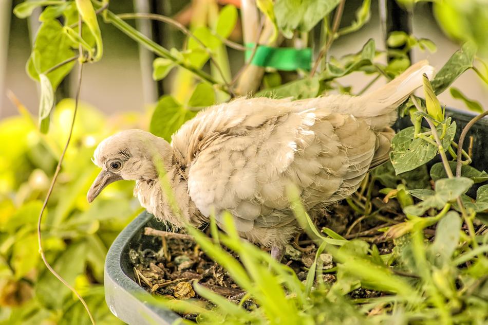 Nature Animal Birds