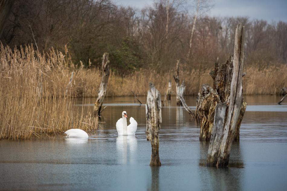 Waters Swan Nature