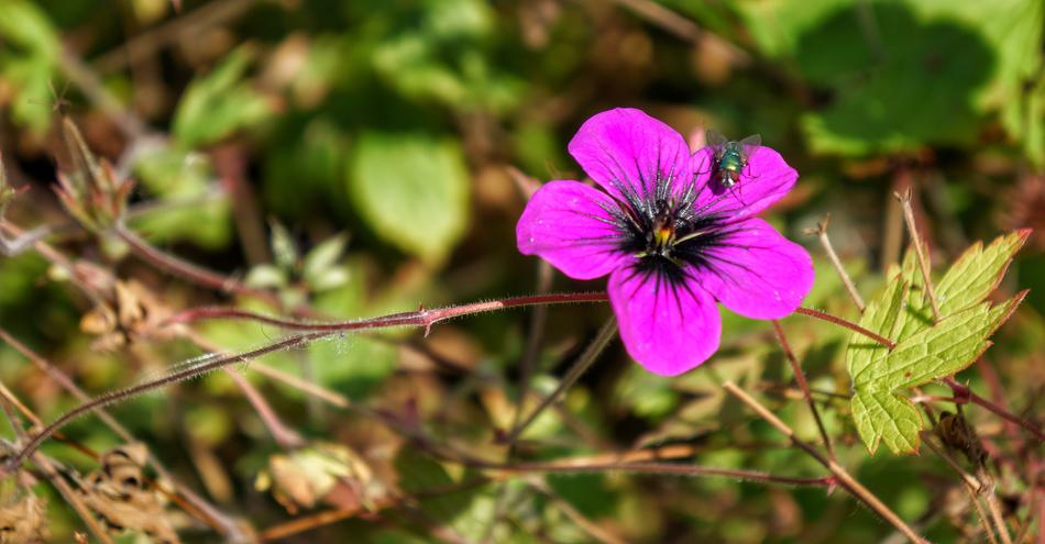 Flower Pink