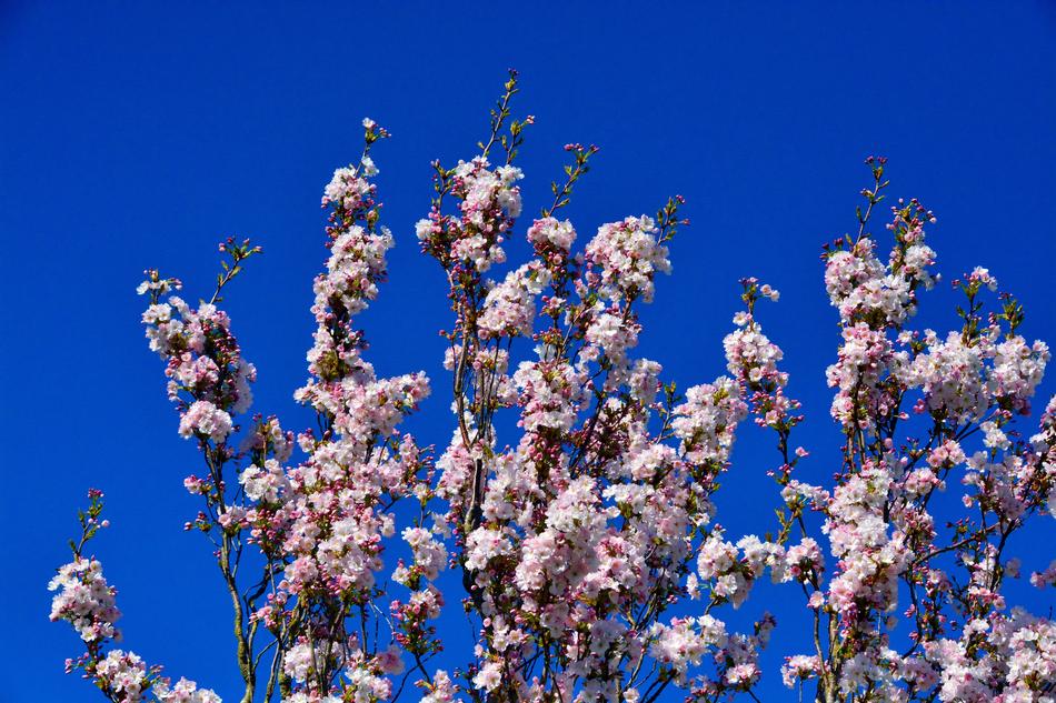 Cherry Tree Blossom