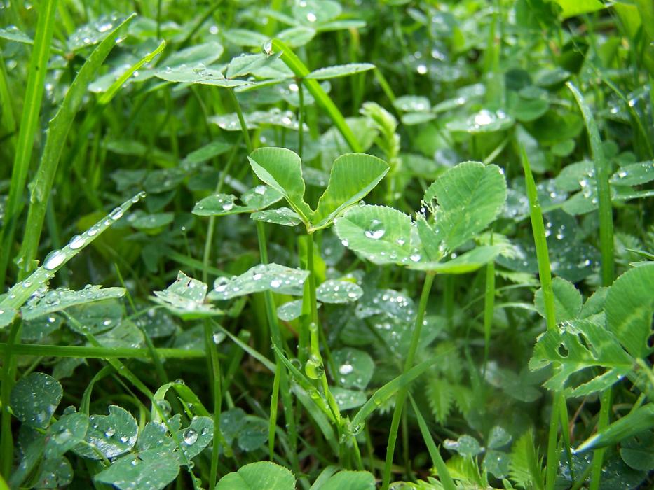 Wet Clover Rosa Meadow