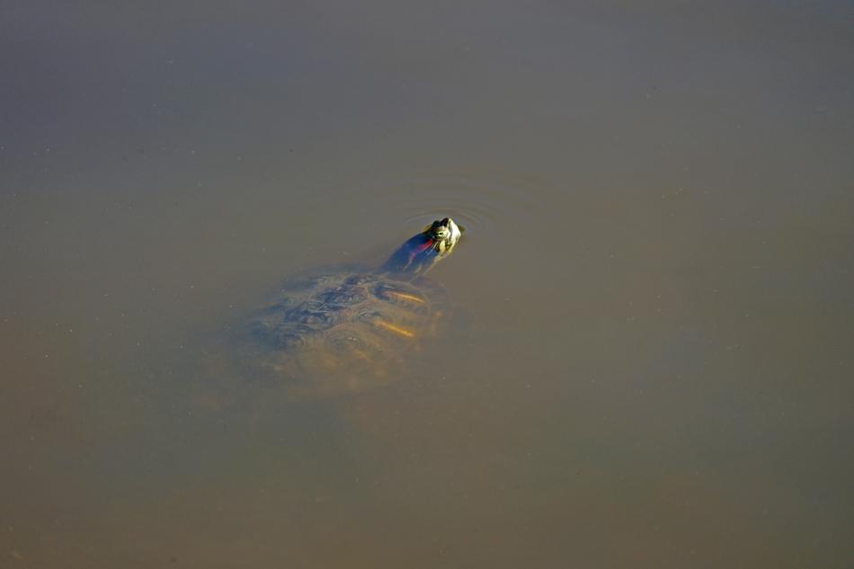 turtle water swimming