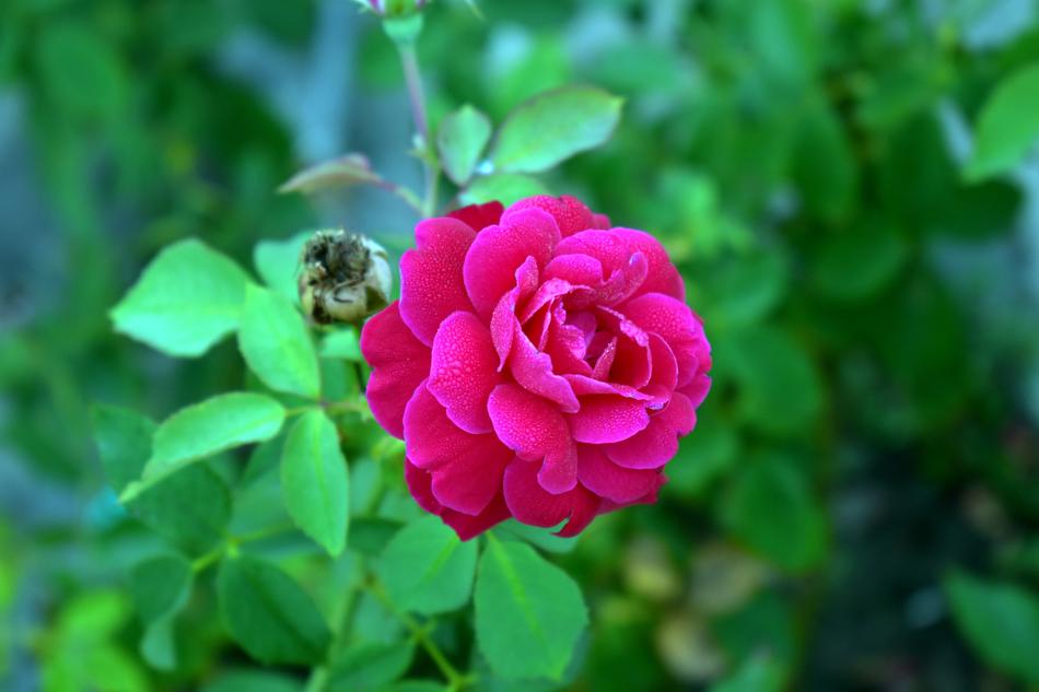 Red Rose Flower