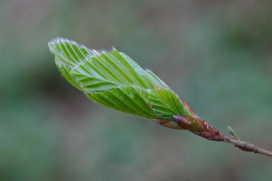 Leaf Nature Plant
