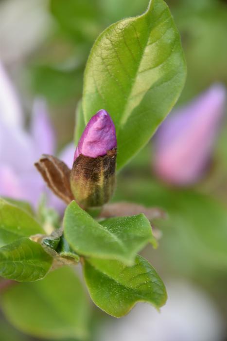 Leaf Nature Plant