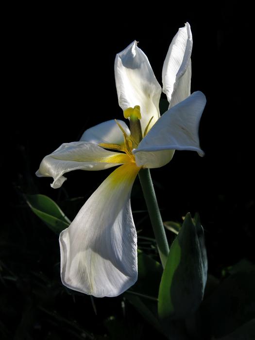 Tulip Exotic Emperor Flower
