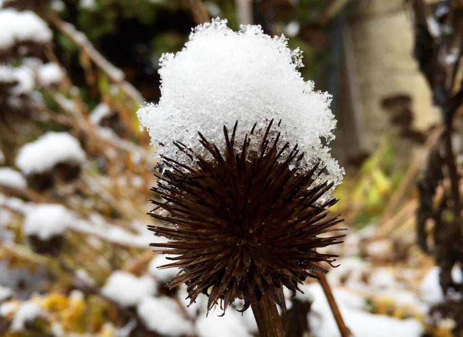 Winter Nature Cold