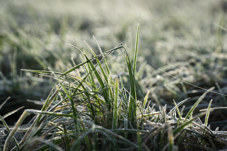 Grass Nature Flora