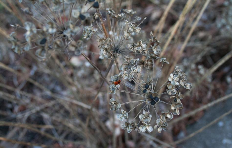 Nature Outdoors Flora