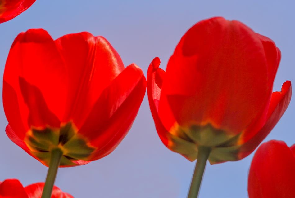 Nature Flower Tulip