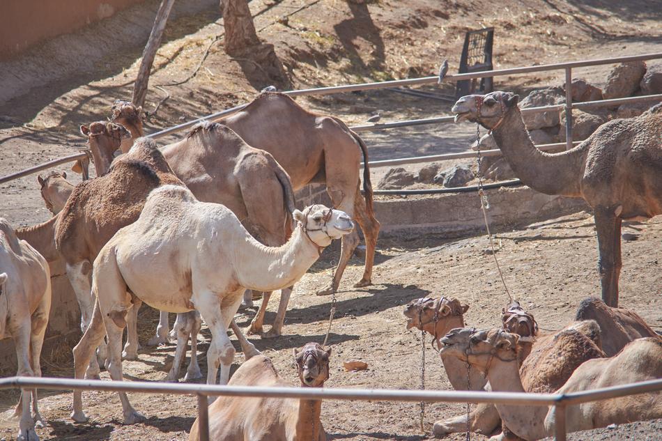 Camel Eat Straw