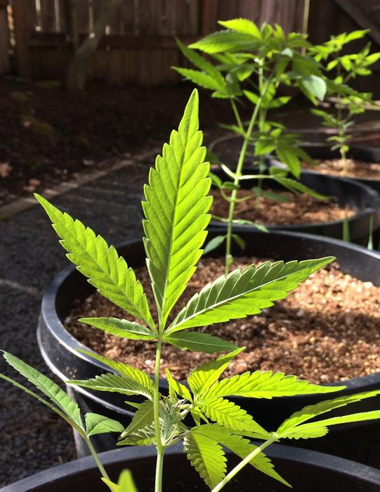 Leaf Marijuana Cannabis