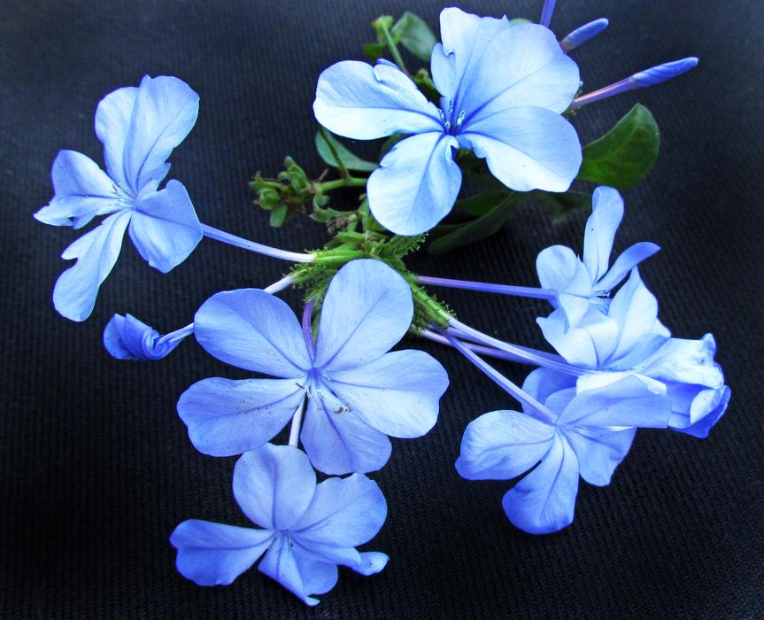 Flower Flora Nature