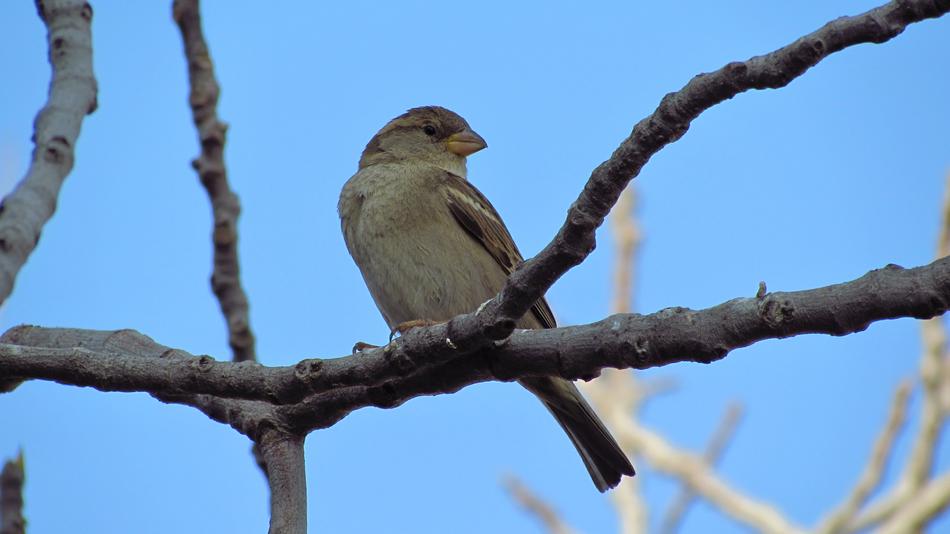 Nature Birds Wildlife
