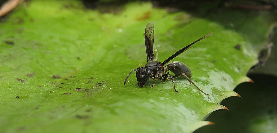 Nature Insect Outdoors