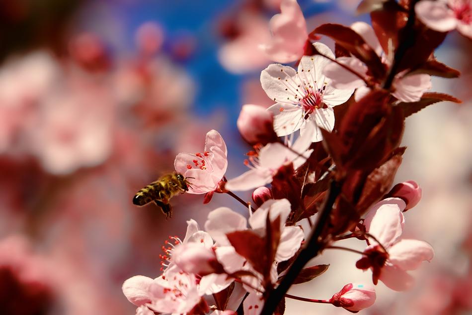 Nature Cherry Wood Bee Flying