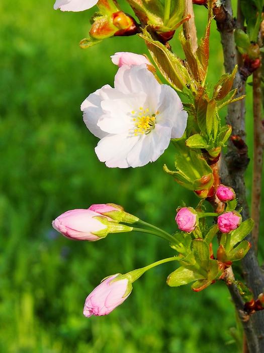 Flower Nature Plant