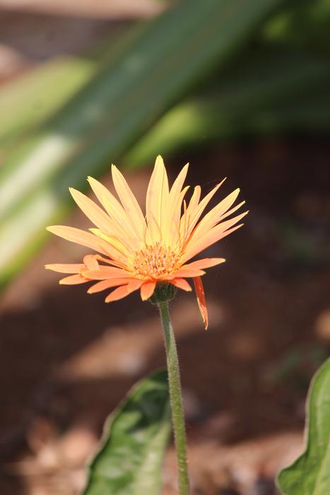 Nature Flora Flower