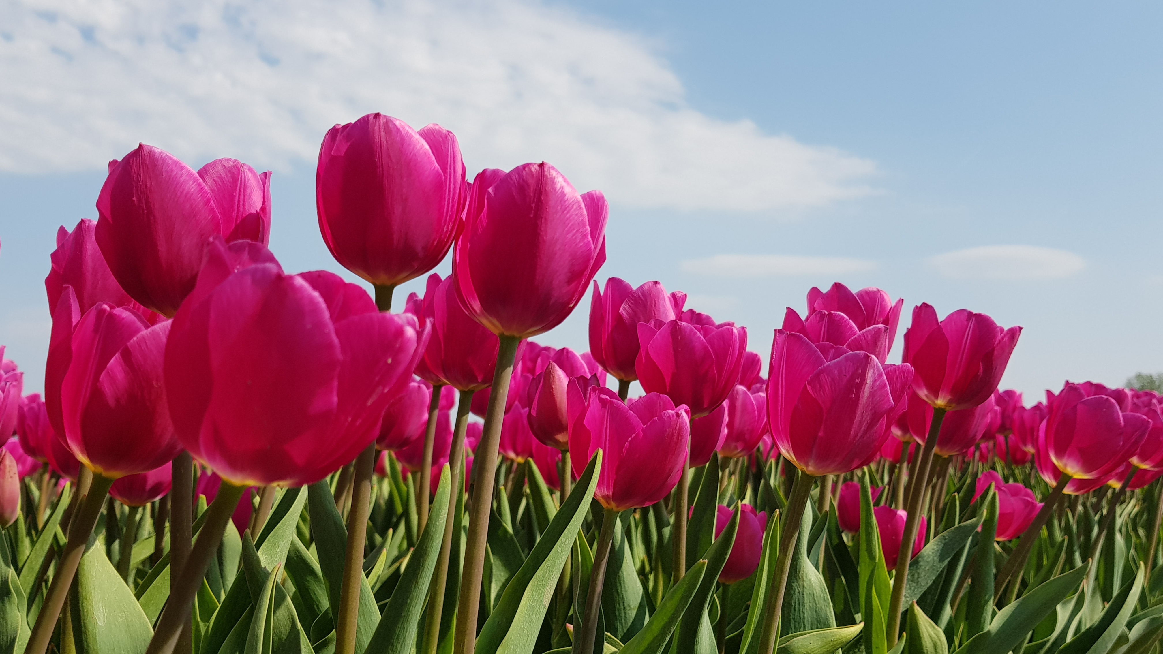 Tulips Bulbs Tulip free image download