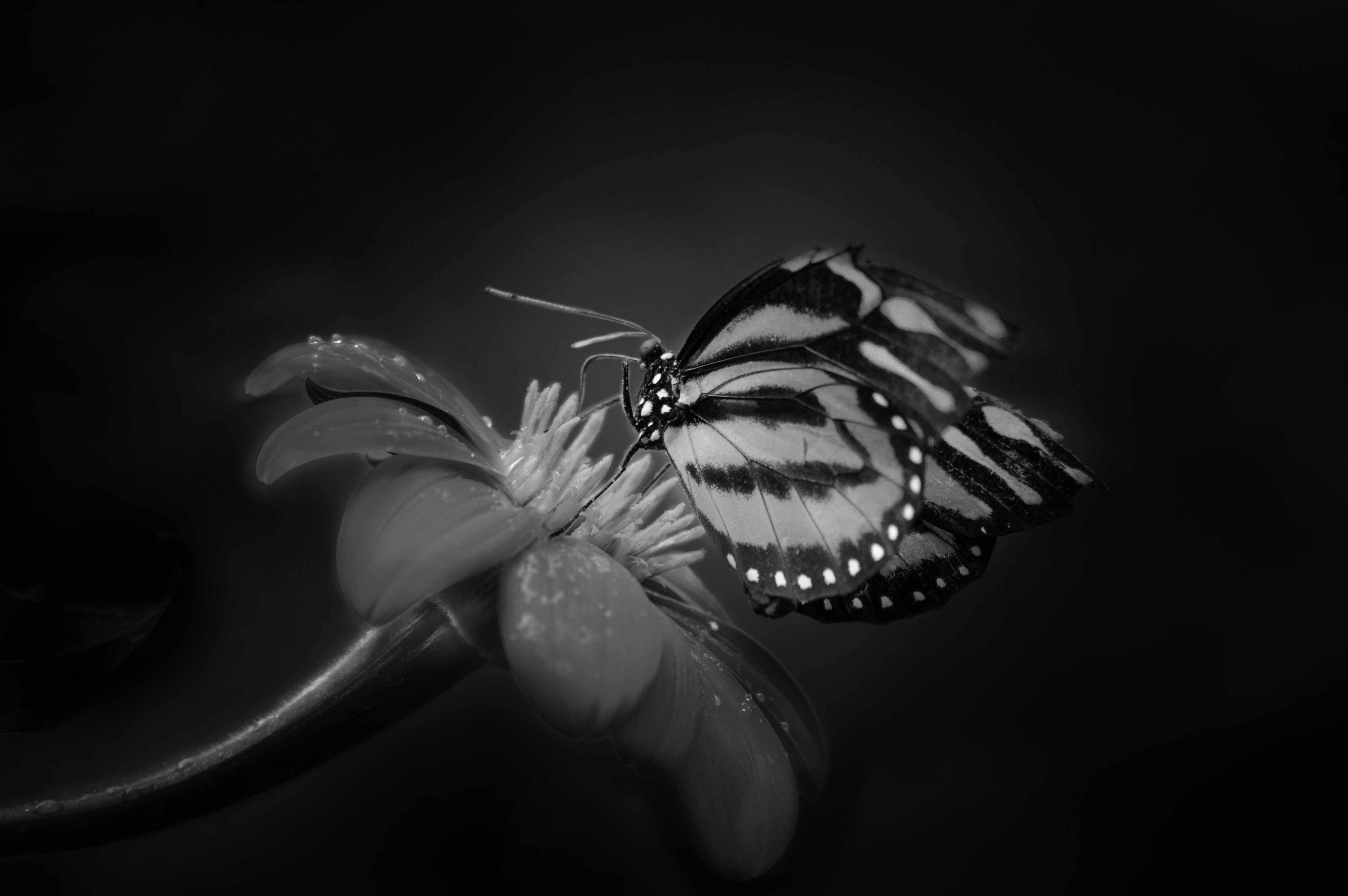 Insect Butterfly monochrome photo free image download