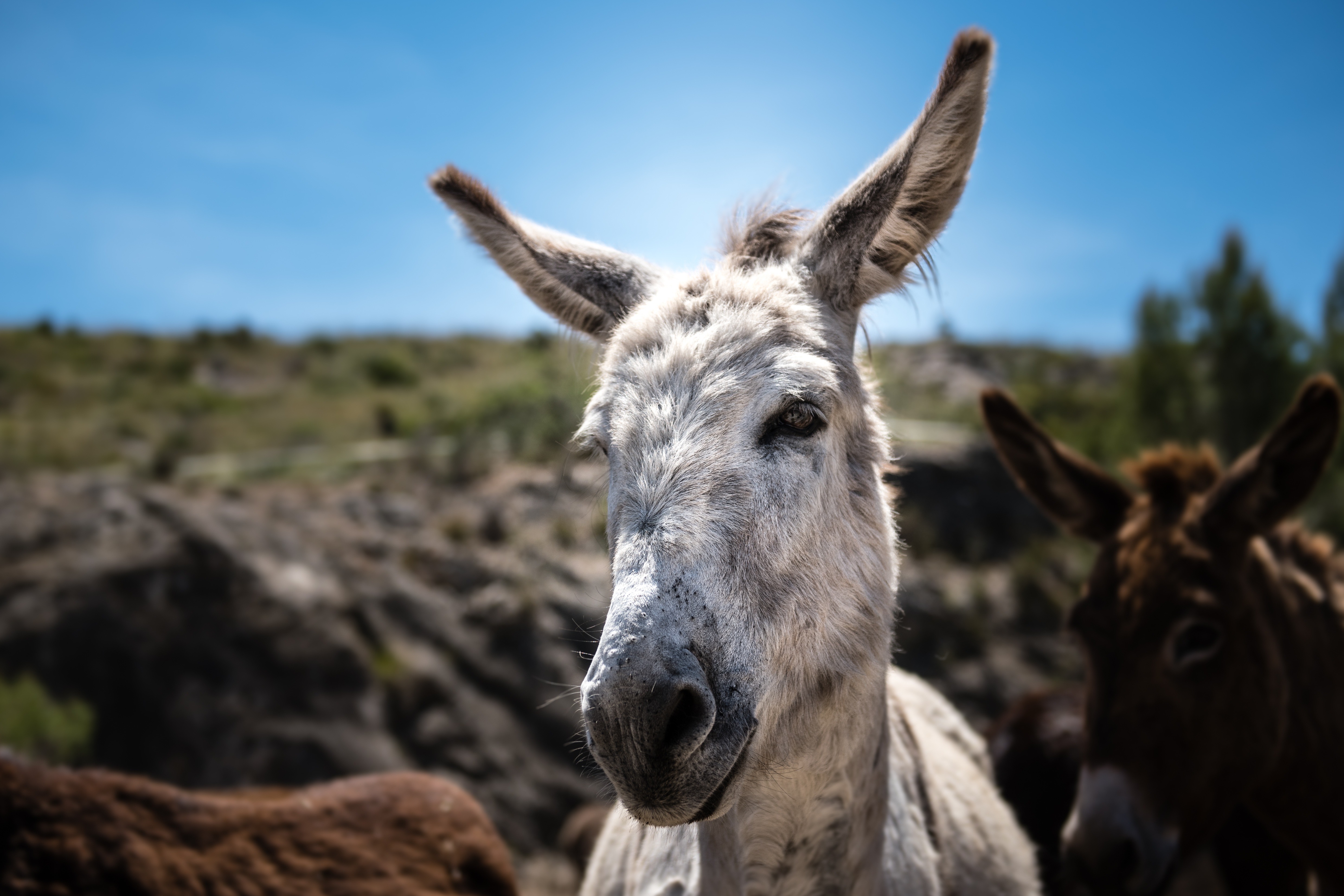 Donkey Nature Animal free image download