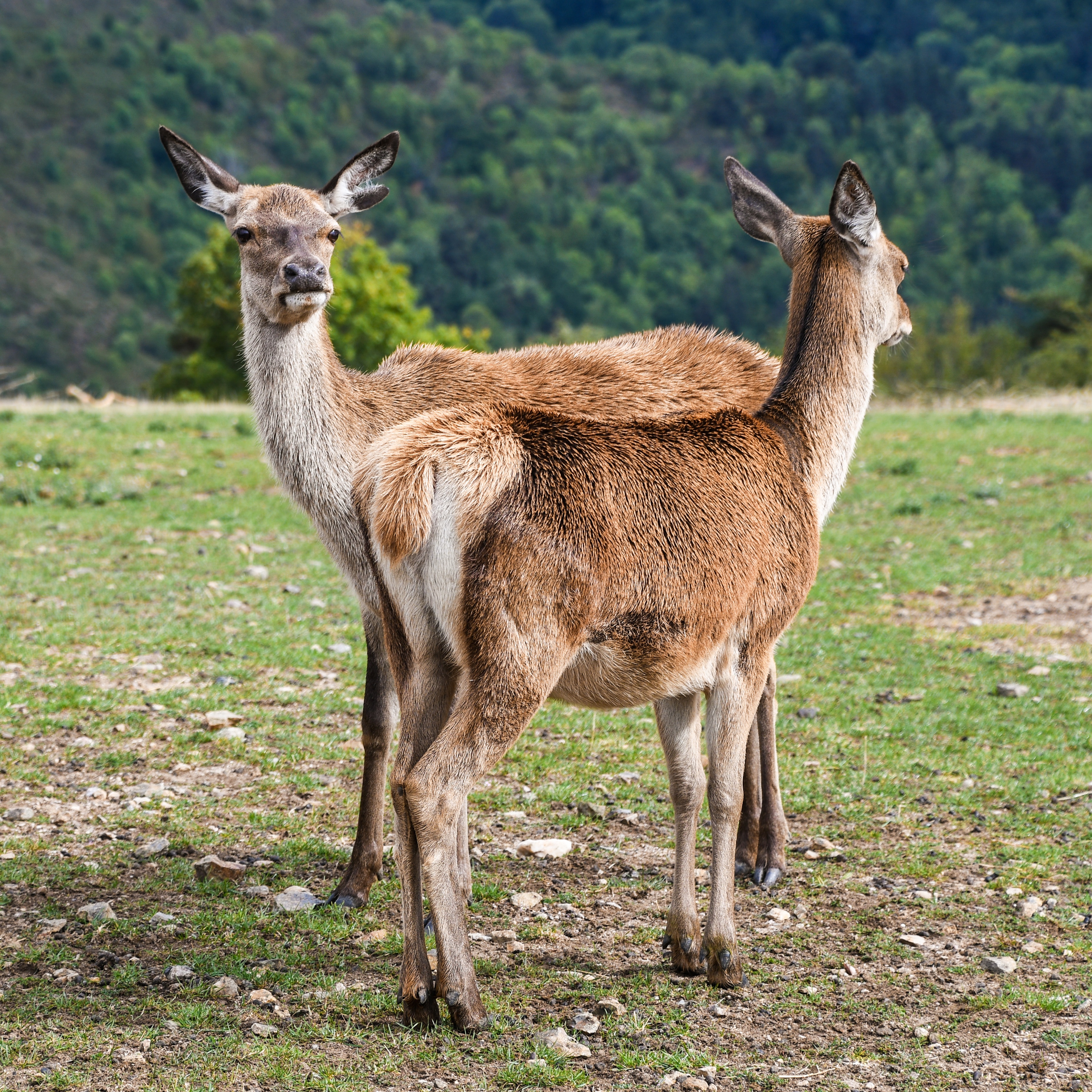 Зверь грин. Грин животное. Biche. Гин зверь. Грин какого нибудь животного.