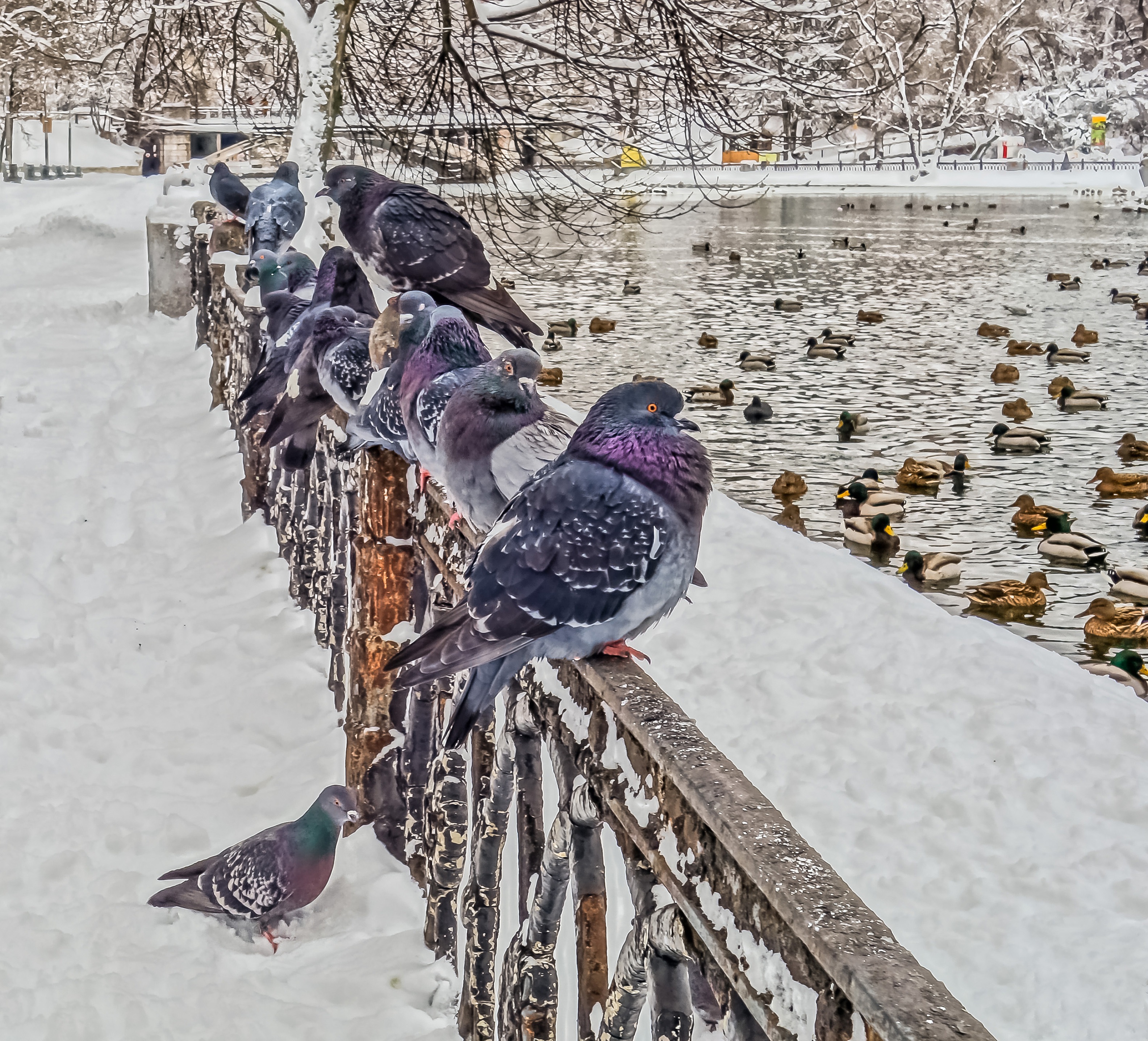 парк птиц воробьи зимой