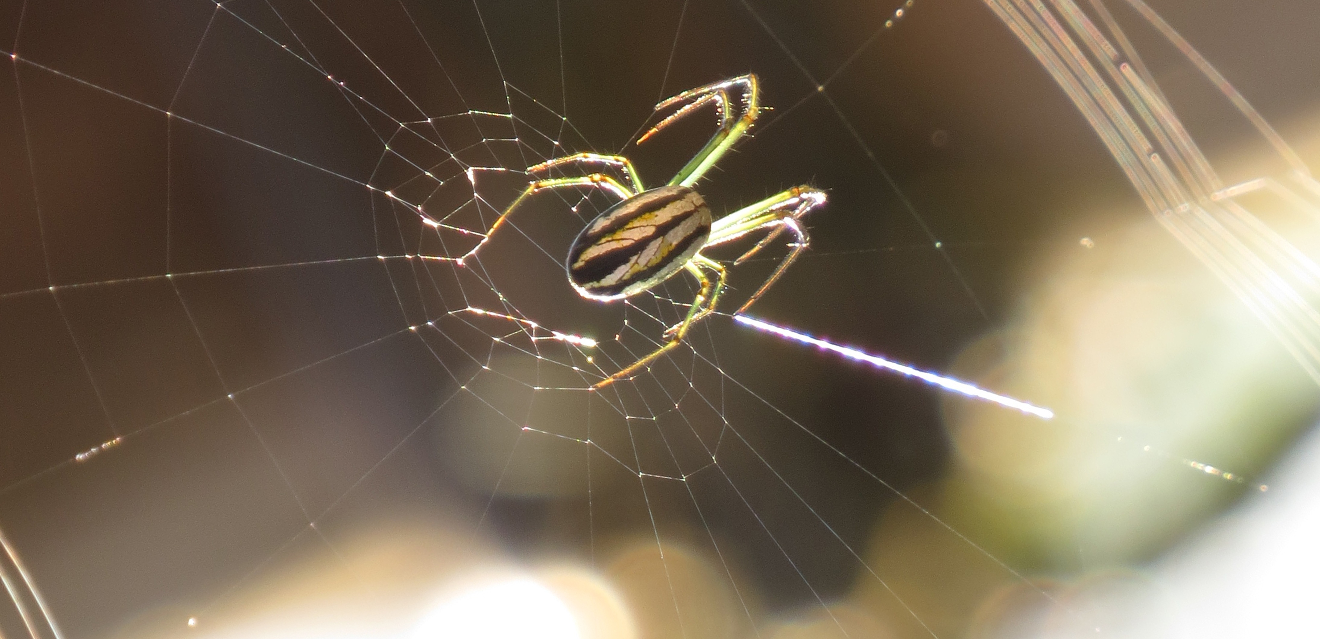 Spider Arachnid Insect free image download