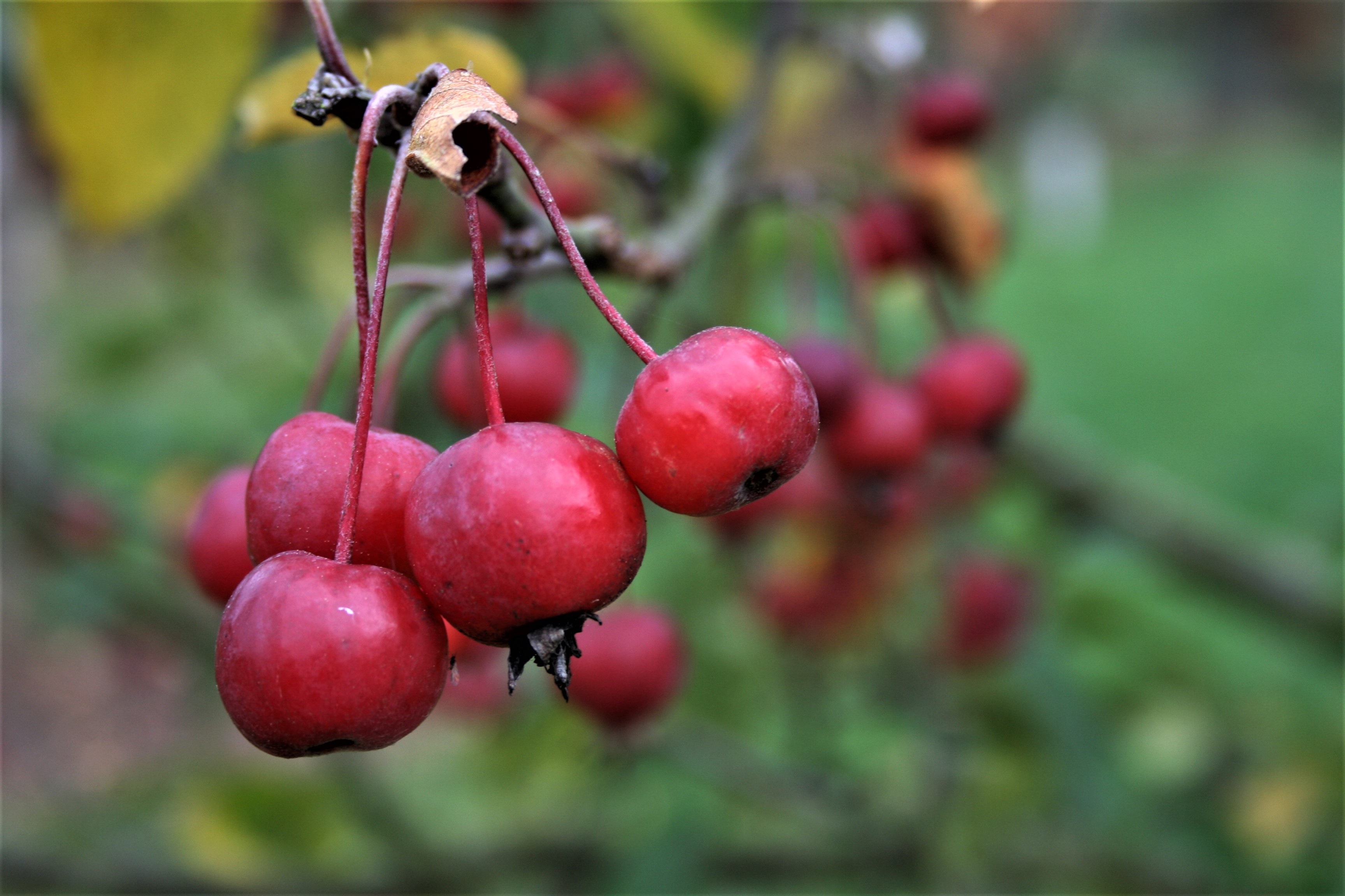 fruit-nature-food-free-image-download