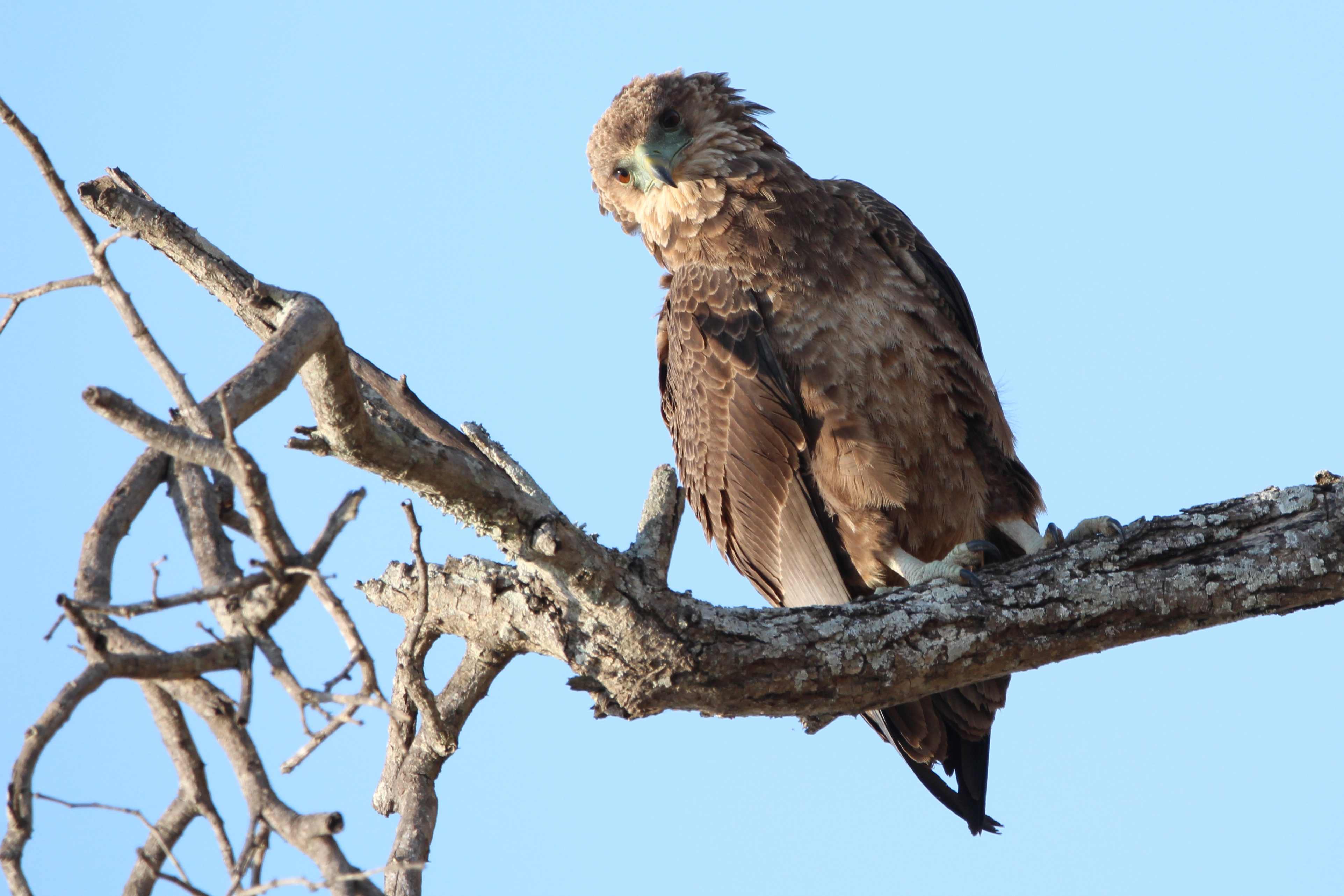 Raptor Bird Africa free image download